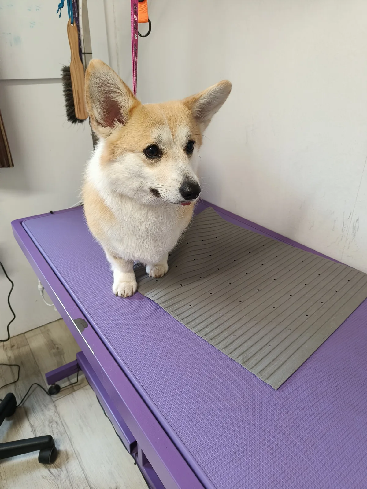 Pembrokewelshcorgi turkinhoidon jälkeen