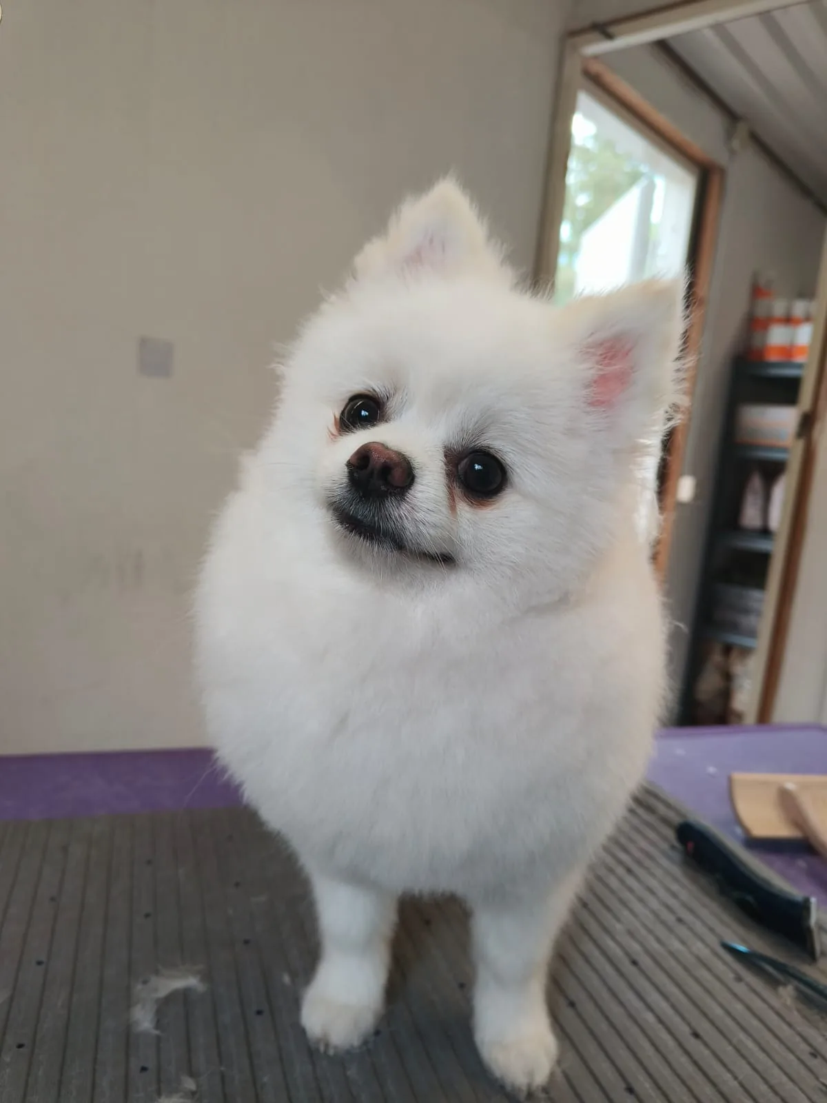 Valkoinen pomeranian pohjavillapesun ja trimmin jälkeen