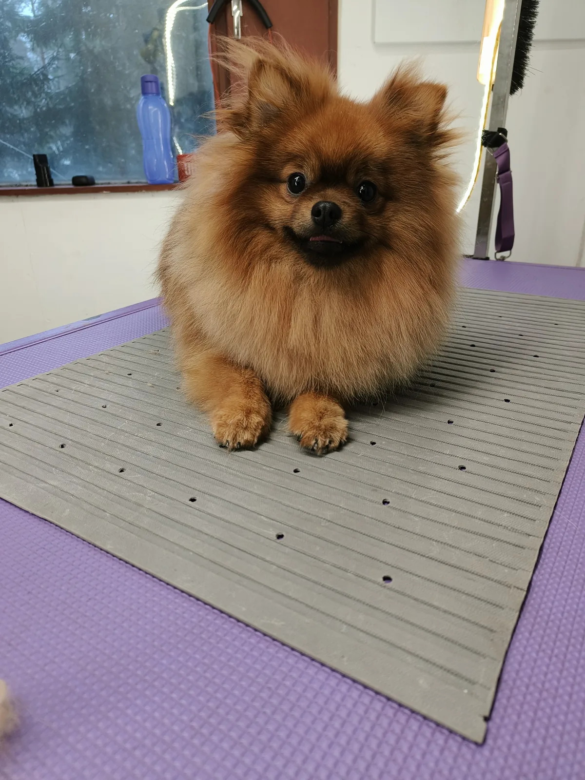 Pomeranian tuuhean turkin viimeistelyn jälkeen